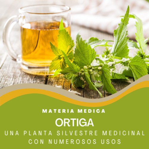 Ortiga: Una Planta Medicinal Silvestre con Numerosos Usos